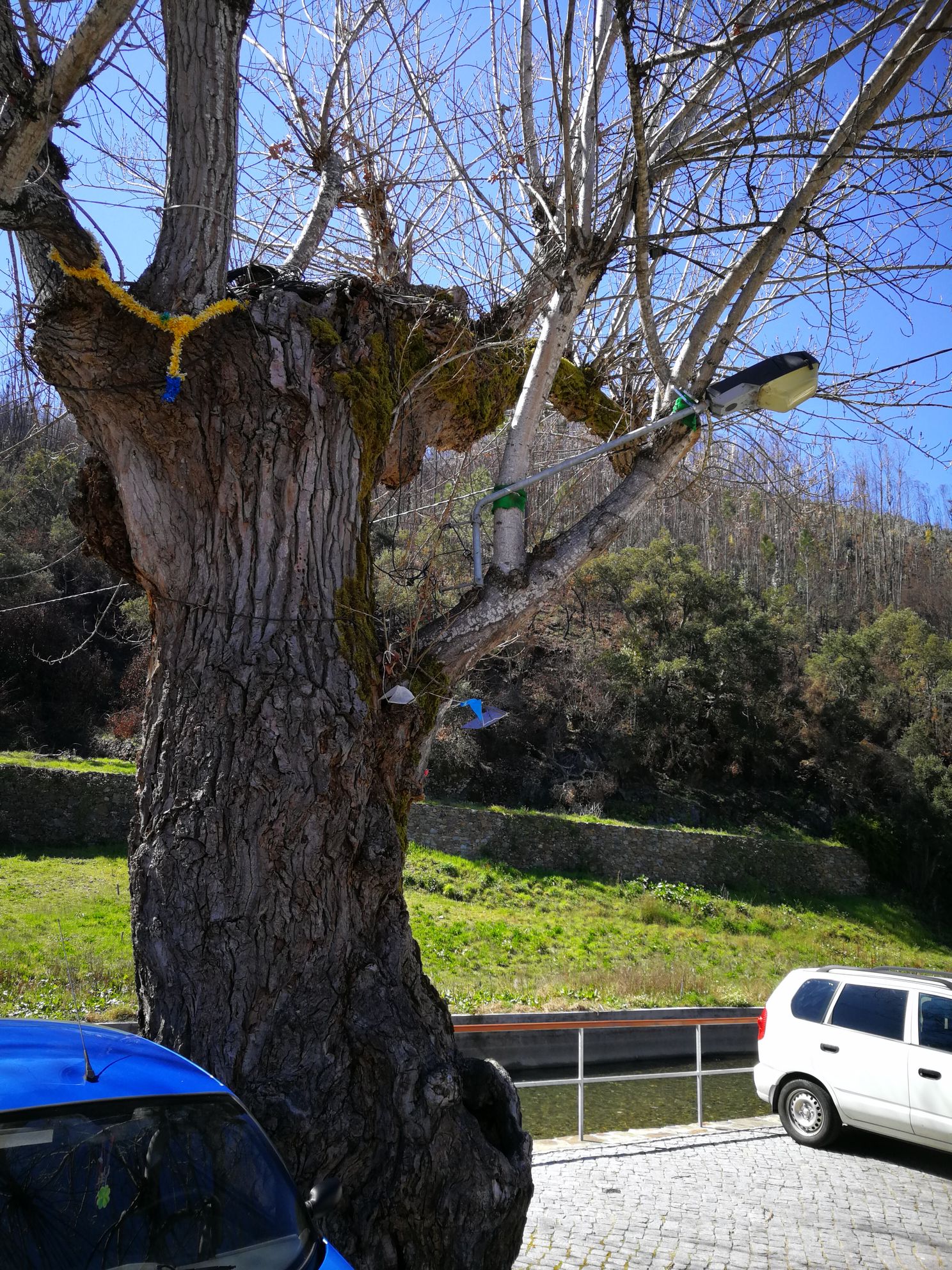 Laterne am Baum